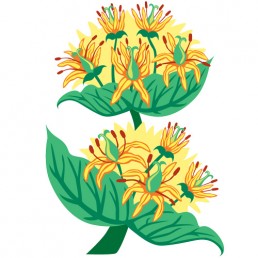 Gentiana Lutea - illustrations by Joren Eulalee for Shoots & Roots Bitters