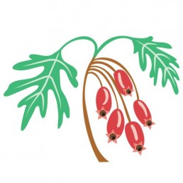 Crataegus Rhipidophylla - illustrations by Joren Eulalee for Shoots & Roots Bitters