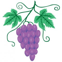 Vitis Vinifera - illustrations by Joren Eulalee for Shoots & Roots Bitters