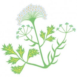 Pimpinella Anisum - illustrations by Joren Eulalee for Shoots & Roots Bitters