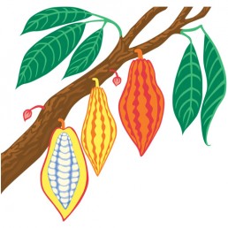 Theobroma Cacao - illustrations by Joren Eulalee for Shoots & Roots Bitters