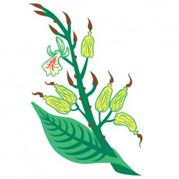 Elettaria Cardamomum - illustrations by Joren Eulalee for Shoots & Roots Bitters