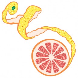 Citrus × Paradisi - illustrations by Joren Eulalee for Shoots & Roots Bitters