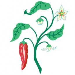 Capsicum Annuum - illustrations by Joren Eulalee for Shoots & Roots Bitters