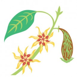 Chimonanthus Praecox - illustrations by Joren Eulalee for Shoots & Roots Bitters