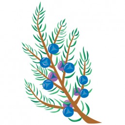 Juniperus Communis - illustrations by Joren Eulalee for Shoots & Roots Bitters