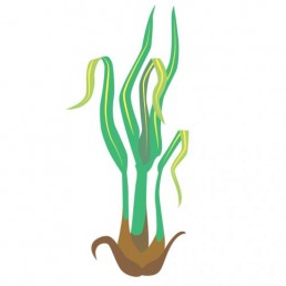 Cymbopogon Citratus - illustrations by Joren Eulalee for Shoots & Roots Bitters