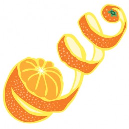 Citrus Sinensis illustrations by Joren Eulalee for Shoots & Roots Bitters
