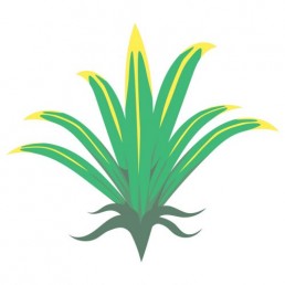 Pandanus Utilis - illustrations by Joren Eulalee for Shoots & Roots Bitters