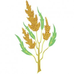 Chenopodium Quinoa - illustrations by Joren Eulalee for Shoots & Roots Bitters